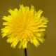 ￼ Dandelion