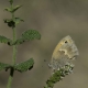 Küçük Zıpzıp Perisi Kelebeği