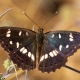 Southern White Admiral