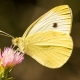 Small White