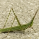 Acrida ungarica