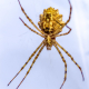 Argiope lobata