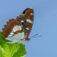 Southern White Admiral