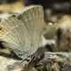 Minik Sevbeni