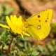 Clouded Yellow