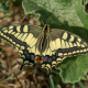 Common Yellow Swallowtail