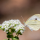 Küçük Beyazmelek Kelebeği